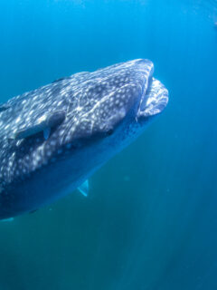 Swimming with whale sharks in La Paz, Mexico