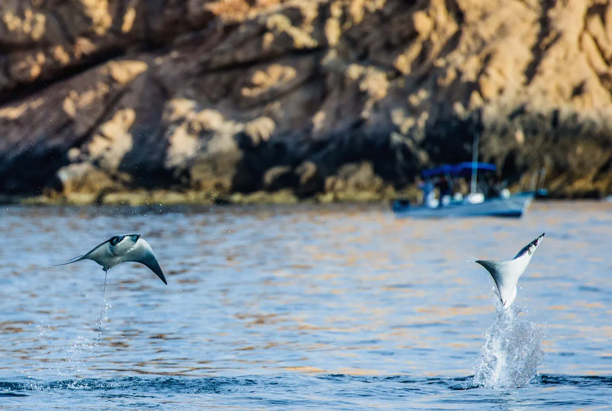 On a boat tour, you can search for Mobula rays and snorkel with them.
