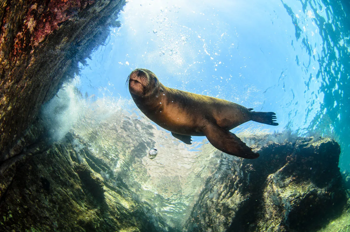 Sea lion swimming underwater at Espiritu Santo, near La Paz