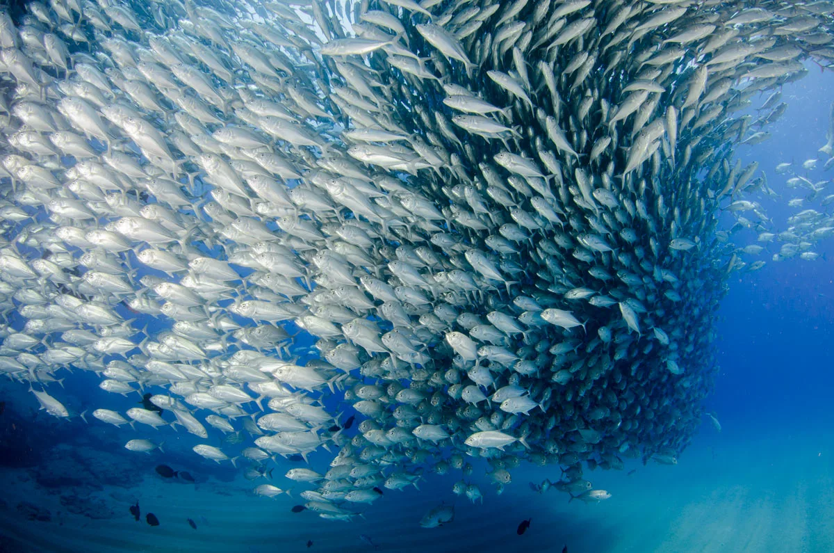 A school of Trevally (jackfish) in the Sea of Cortez