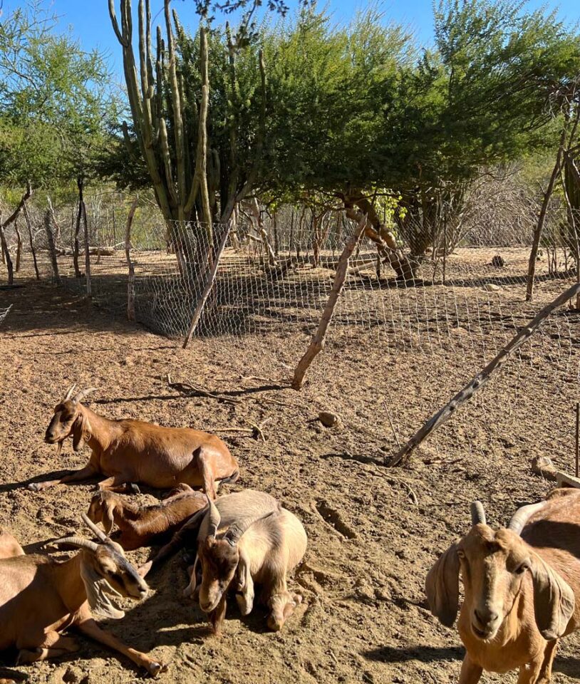 Hike Cabo’s Fox Canyon (and to the Sol de Mayo Waterfall) – Cabo Visitor