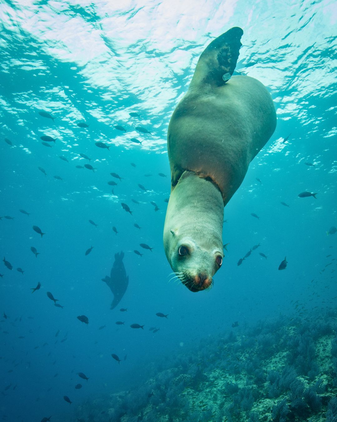 Sea lion at Balandra Bay