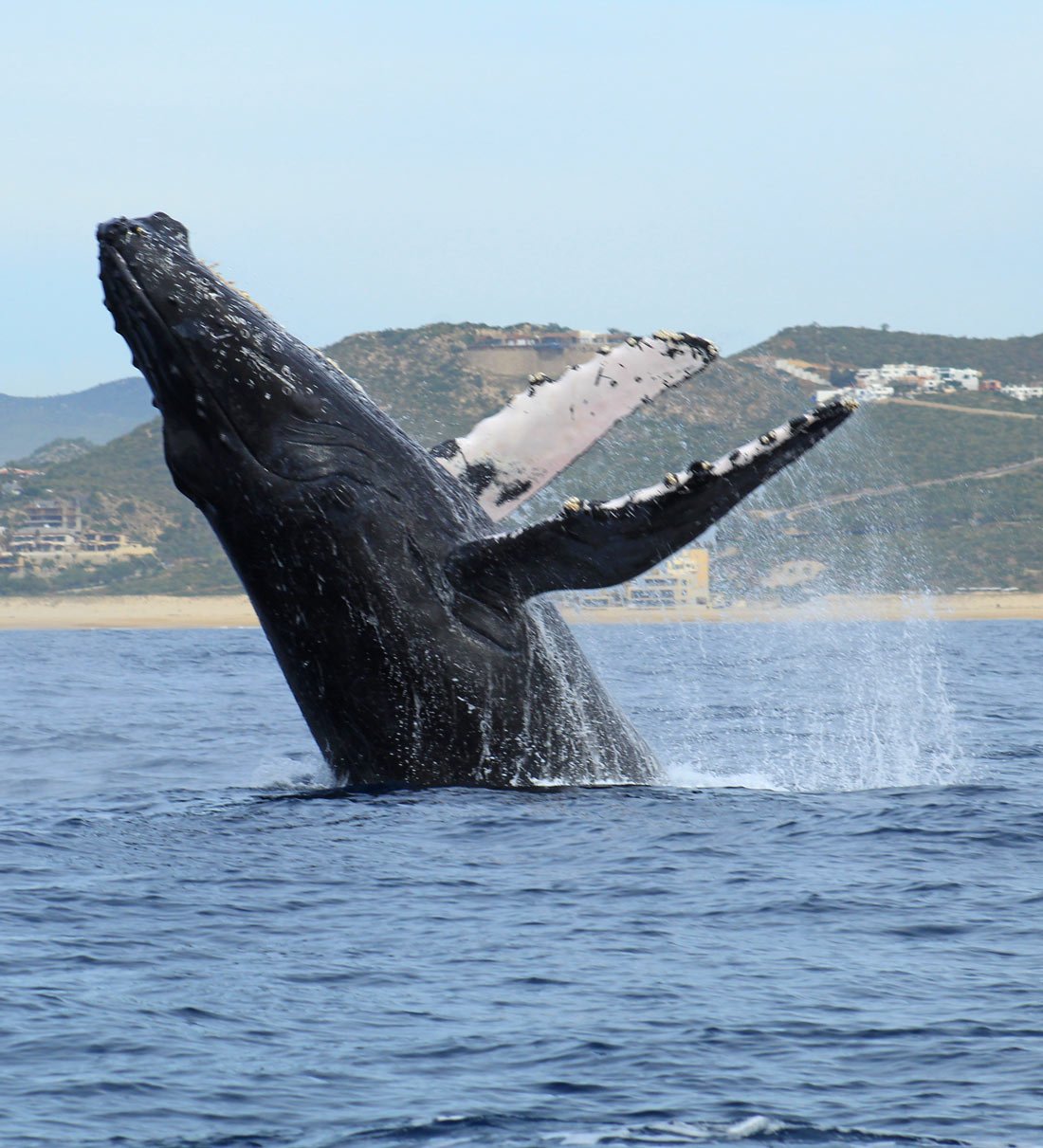 A humpback whale breaches in Cabo San Lucas