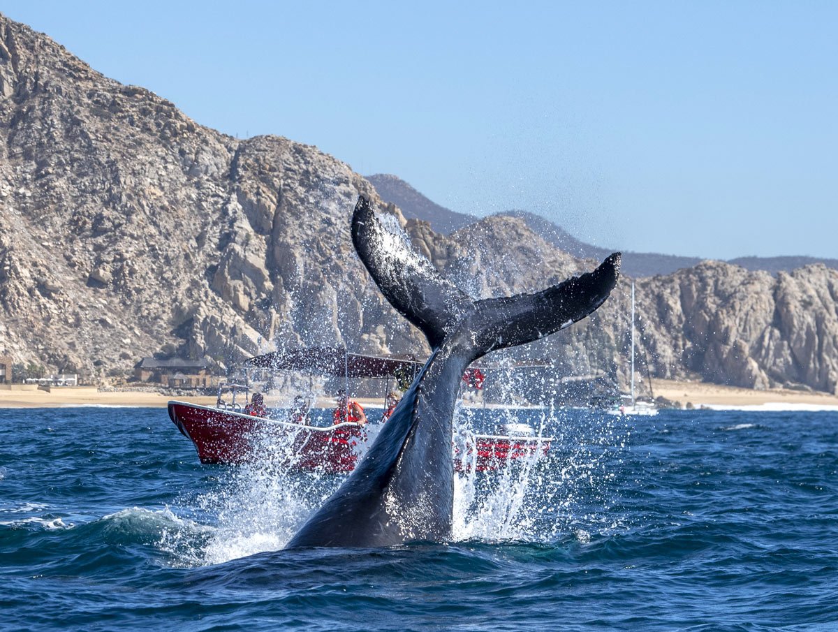 Whale tail in Cabo San Lucas