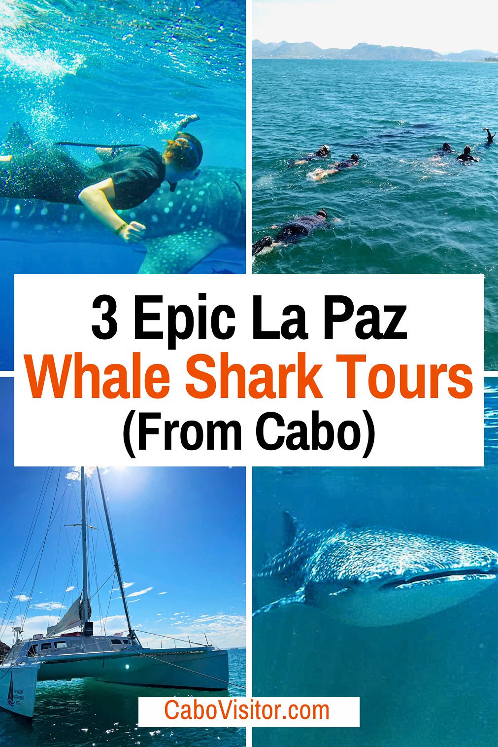 Best La Paz whale shark tours from Cabo