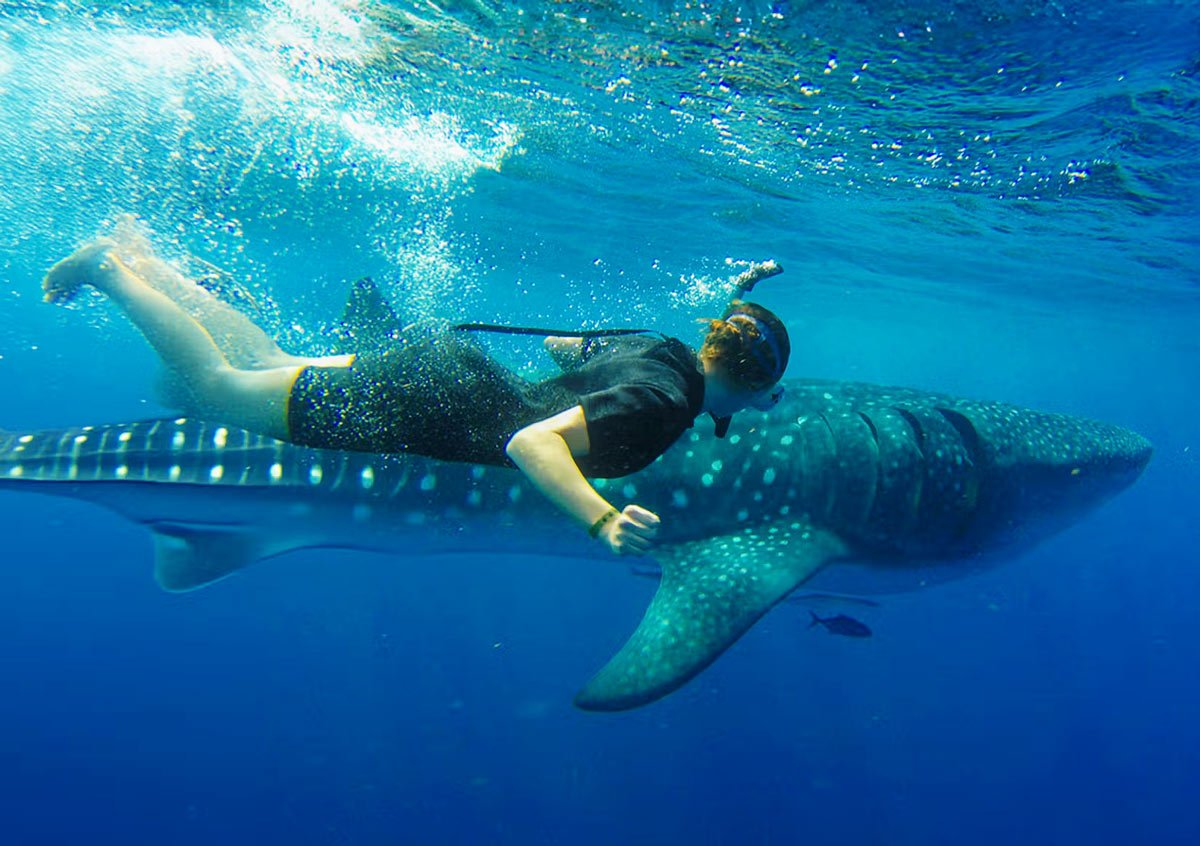 Young woman swimming beside whale shark in La Paz