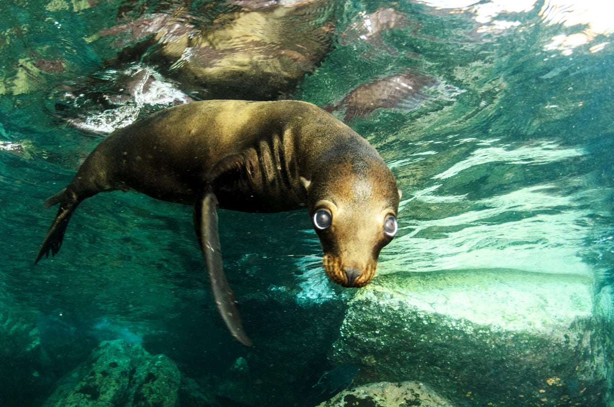 Curious sea lion