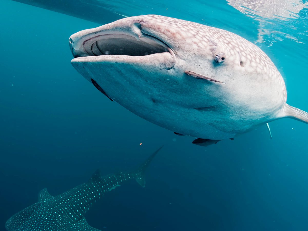 Best La Paz whale shark tours from Cabo