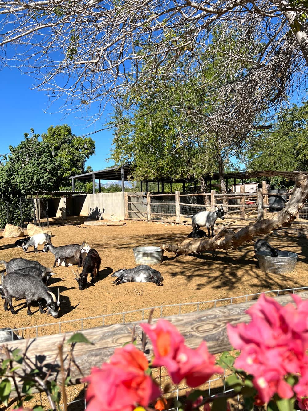 Goats in a corral with pink bougainvillea blooming in front