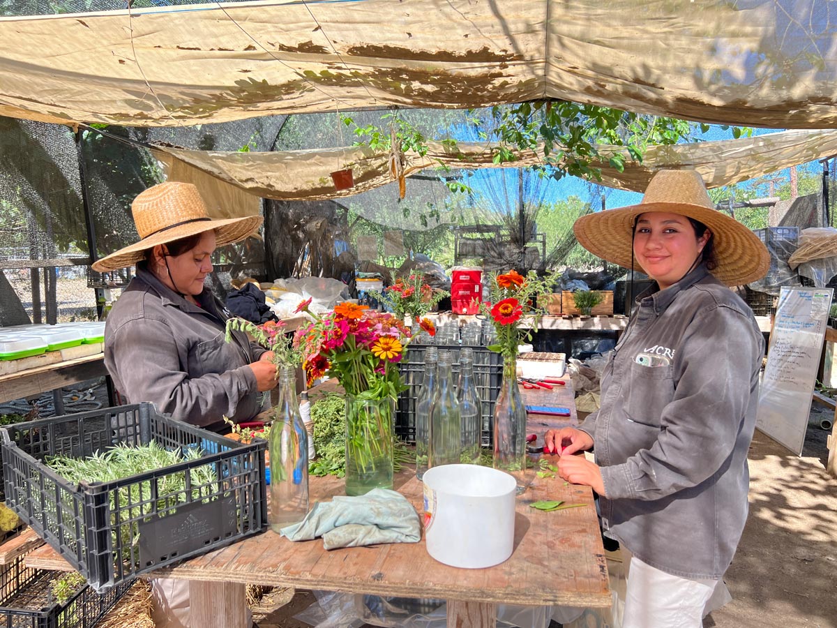 Two women gardeners arranging vases of flowers at Acre Resort