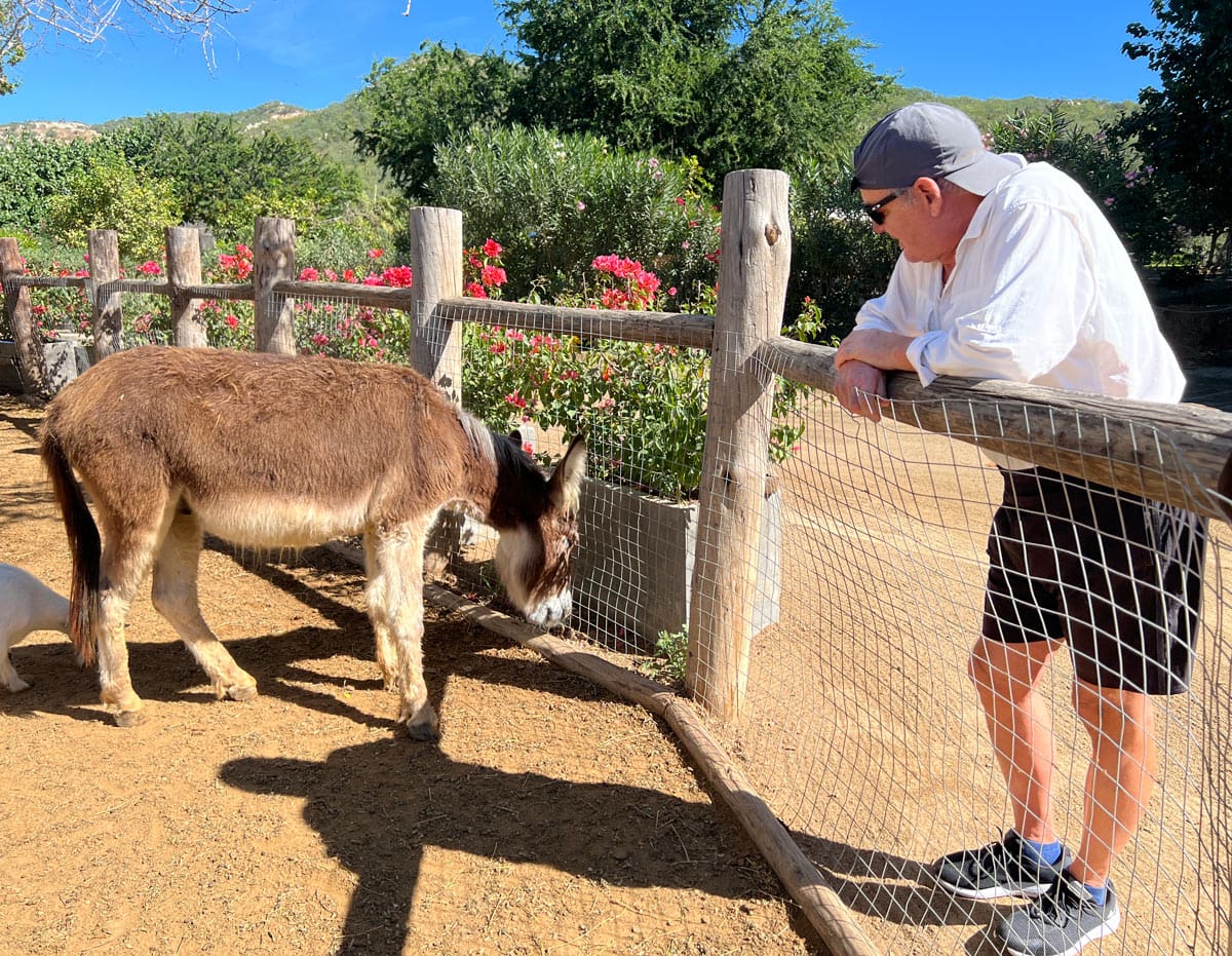 George watching a donkey at Acre's animal sanctuary