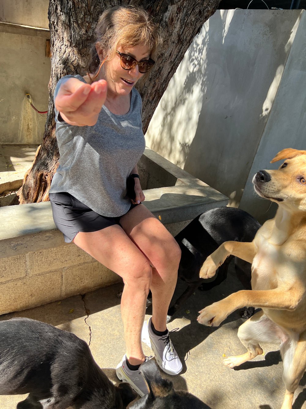 Janice feeding kibble to eager dogs at Acre's dog rescue