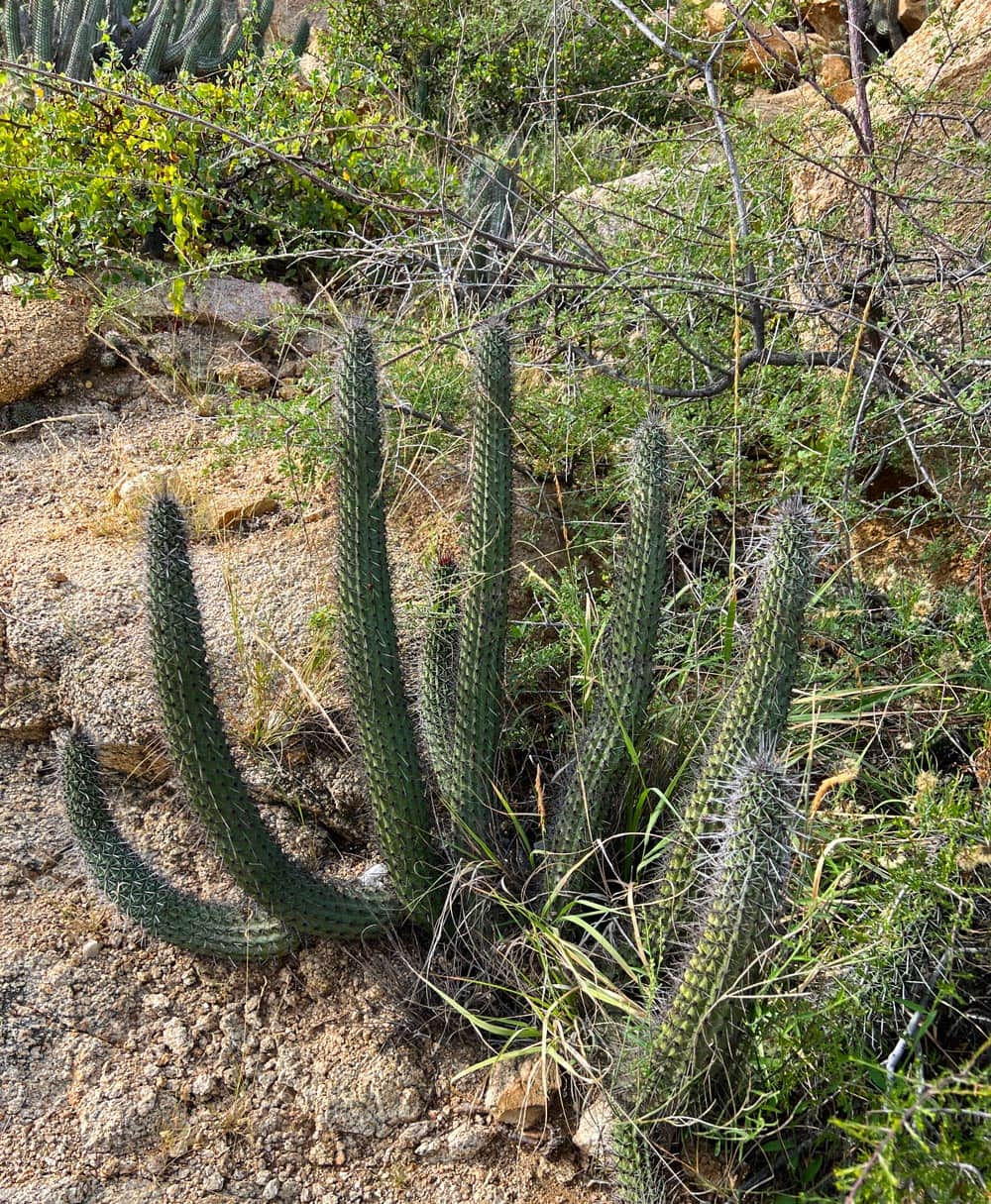Green cactus on Mount Solmar