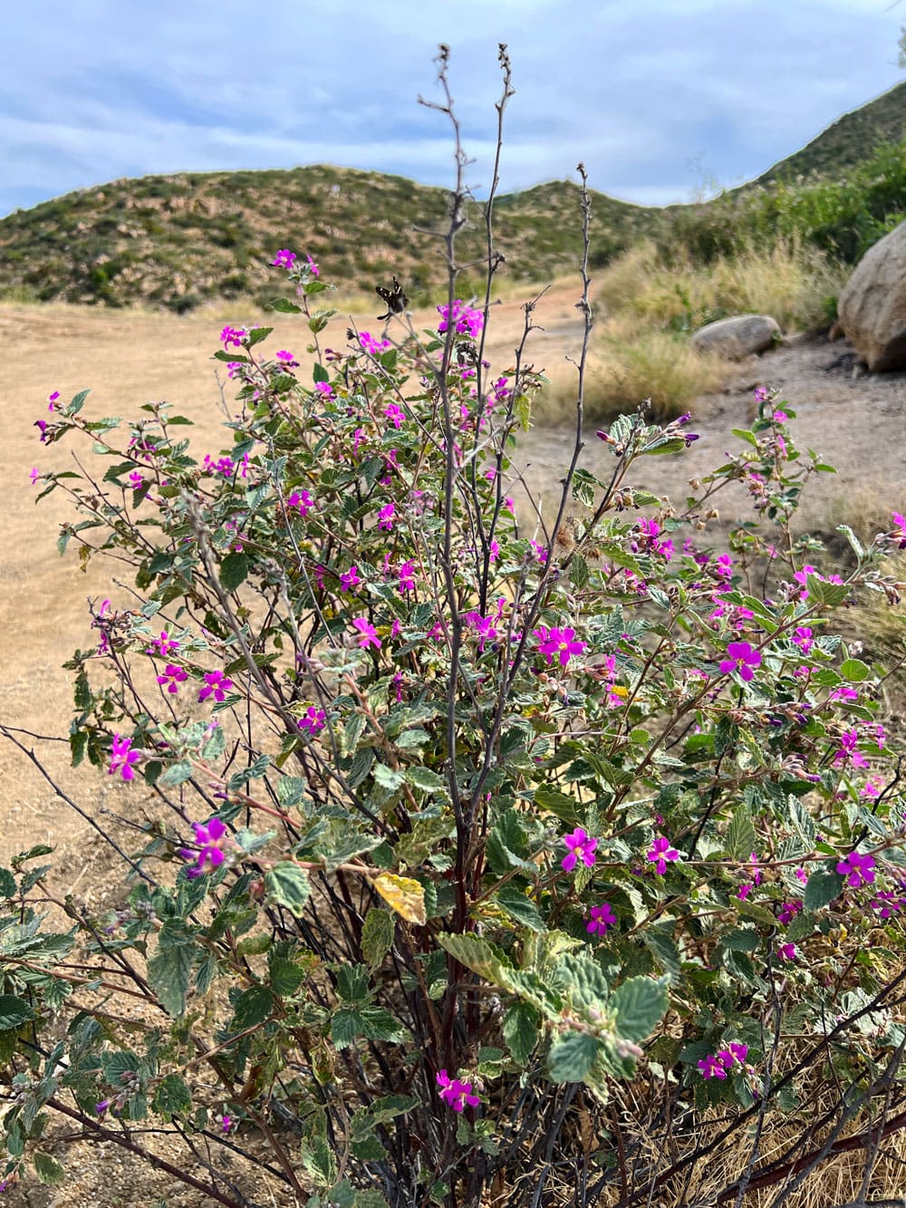 Purple desert flowers on Mt. Solmar