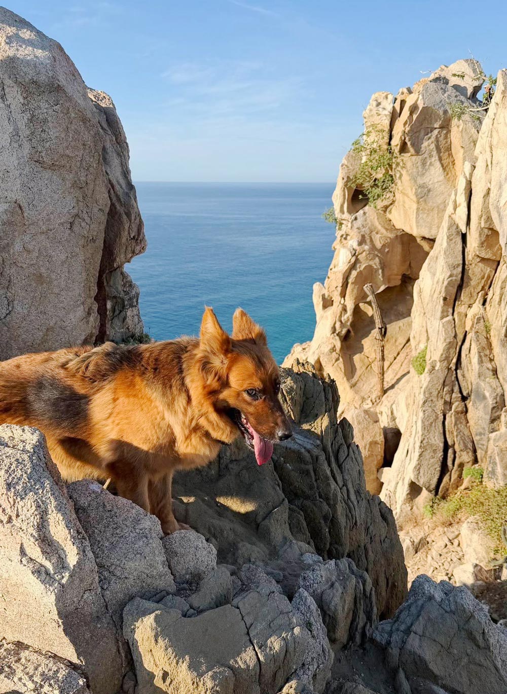 Cute dog at the top of the Mt. Solmar dog hike