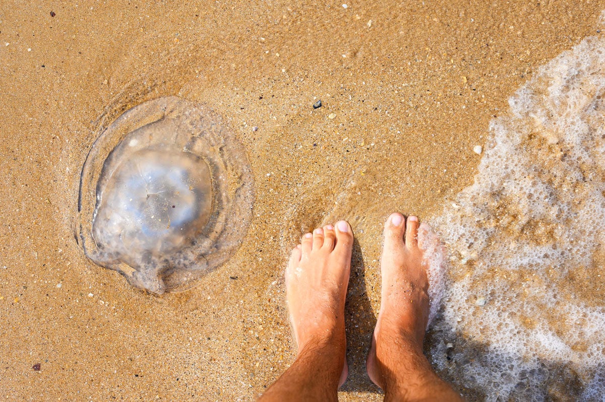 Translucent moon jellyfish washed up on a sandy beach beside a person’s feet