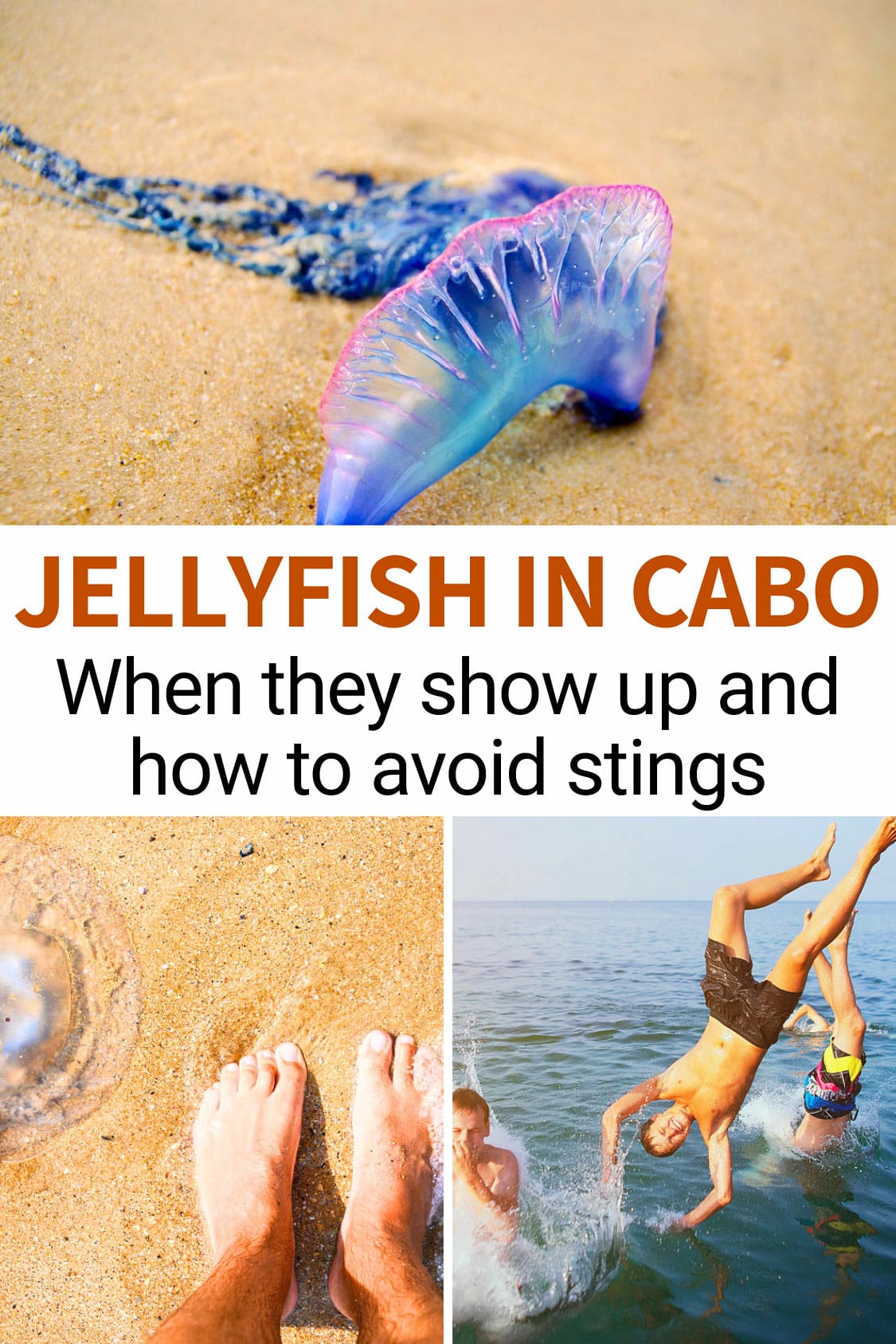 Jellyfish in Cabo San Lucas