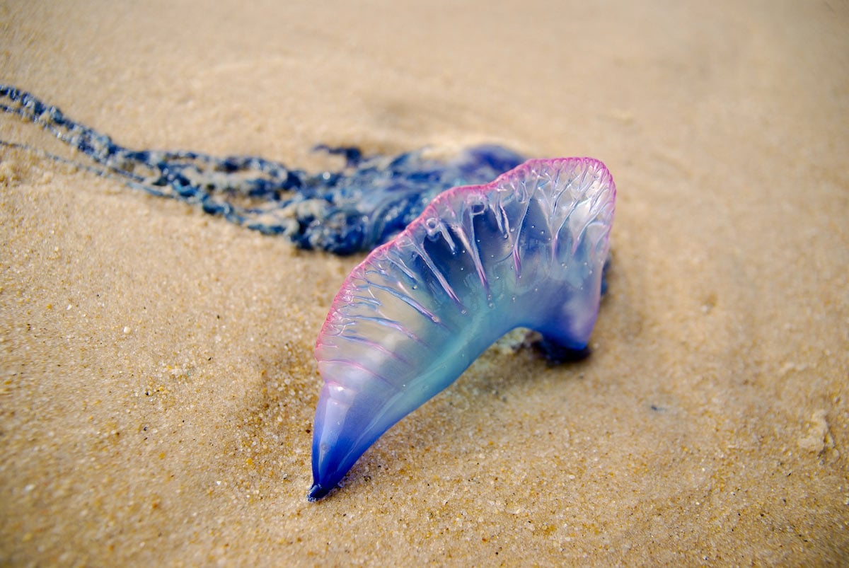 Blue Portuguese man-of-war (with pink -tipped sail), washed up on a gold sand beach