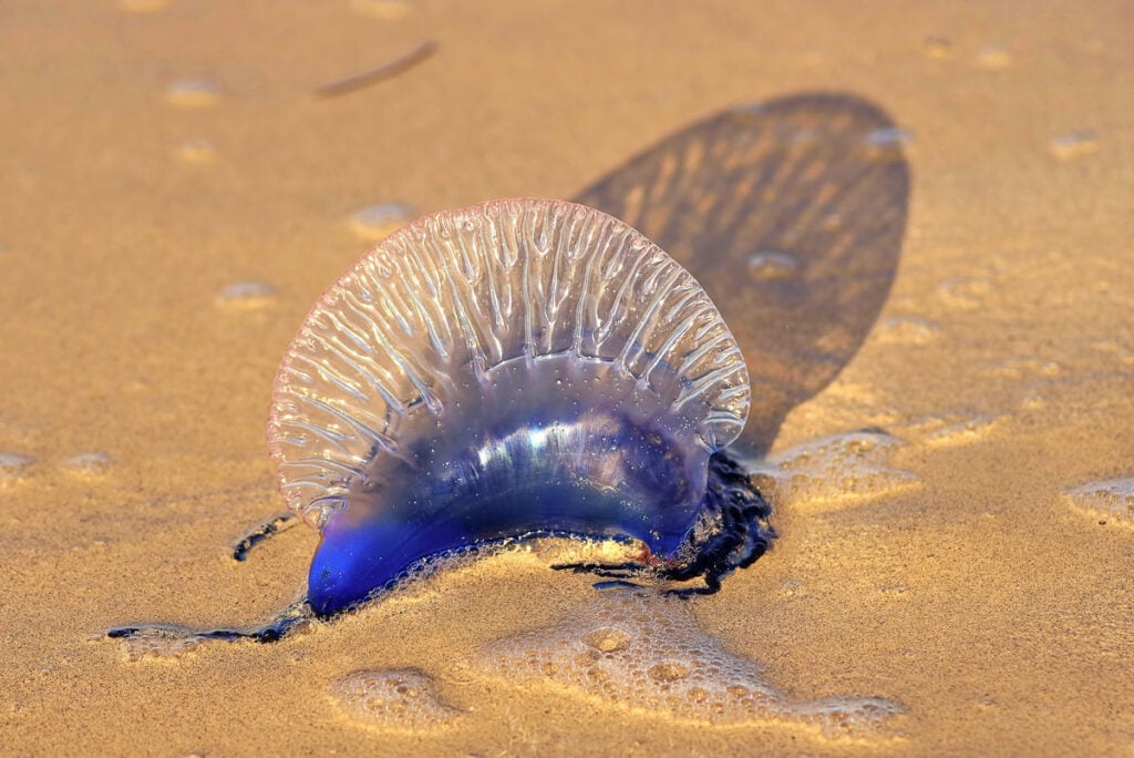 Jellyfish in Cabo